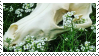 Border Collie Skull
